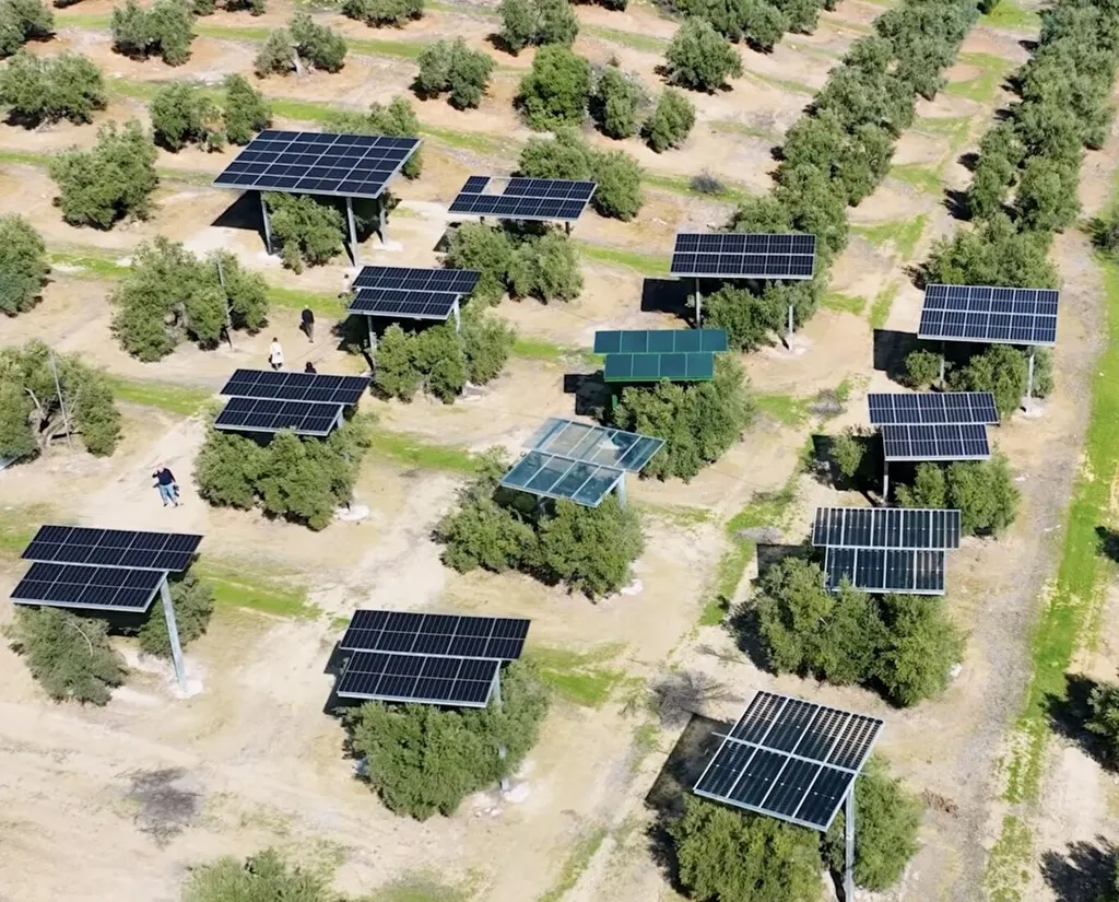 Elevated solar panels mounted several metres above rows of olive trees in a traditional grove in Jaén, Spain.
