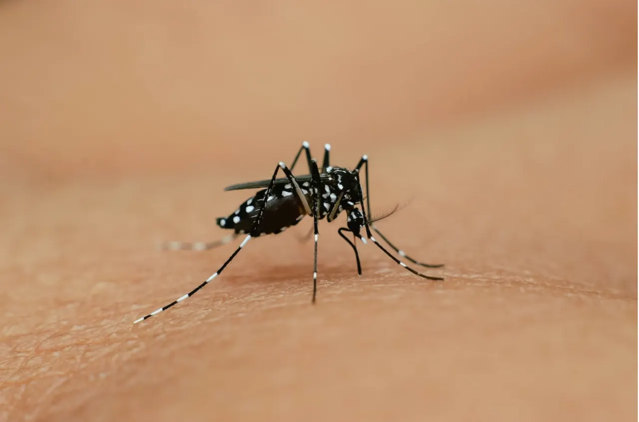 A mosquito in flight, close up, illustrating research on how male mosquitoes hear the wingbeats of females.
