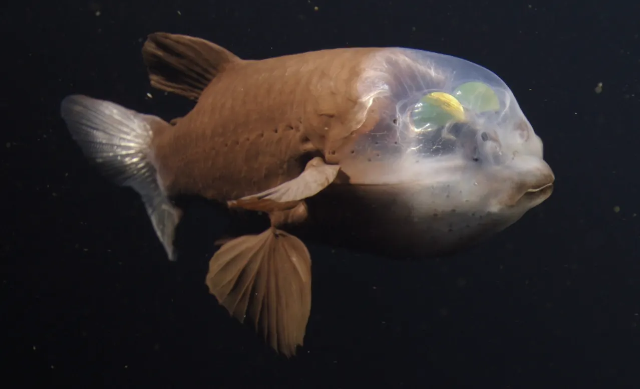 A barreleye fish in the deep sea with a transparent head revealing its green tube-shaped eyes pointing upward.